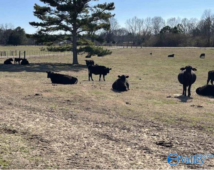 Mountainboro, AL 35956,38.74 Walter Whitt Rd