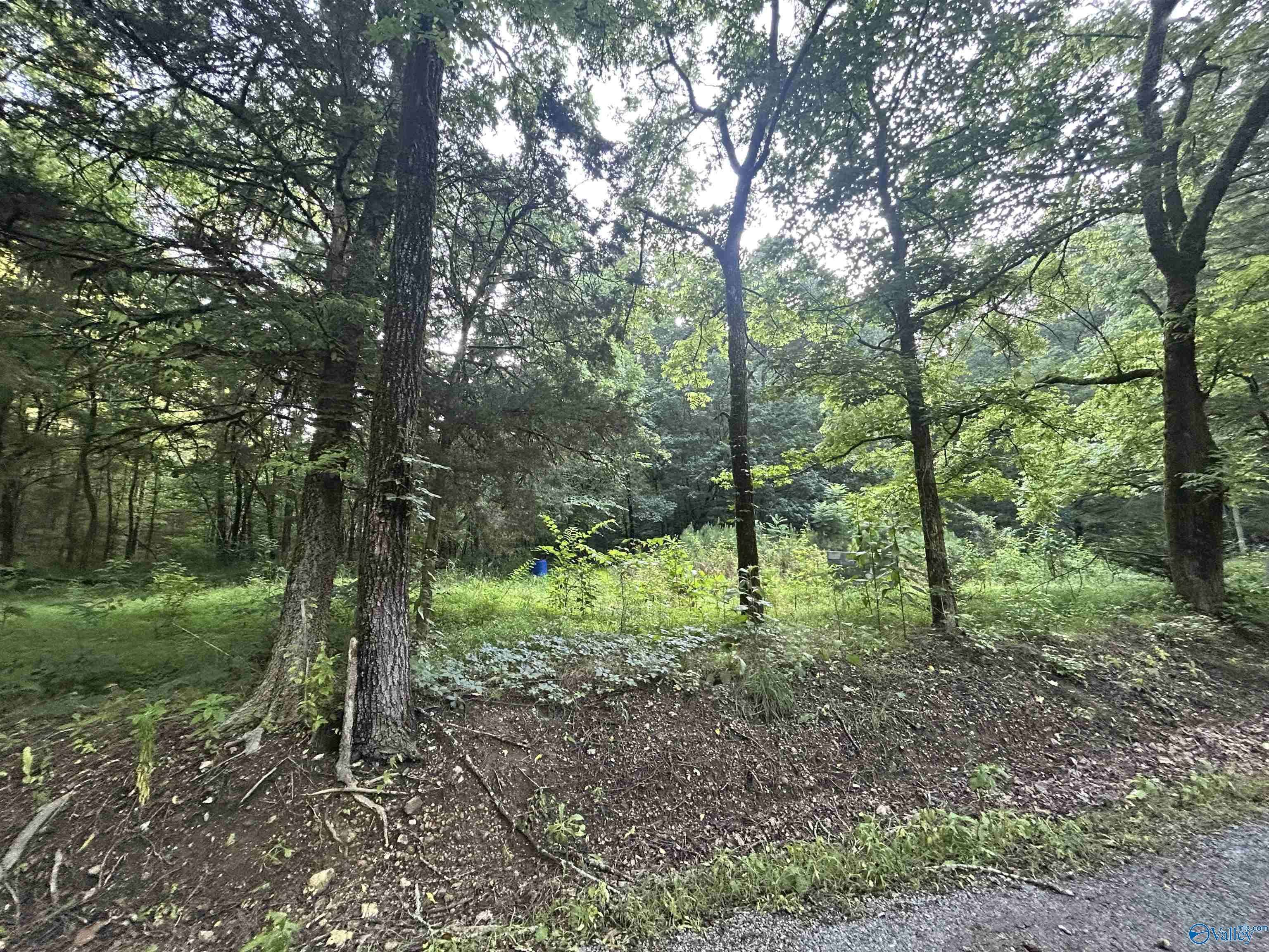 Collinsville, AL 35961,3.9 Acres County Road 212
