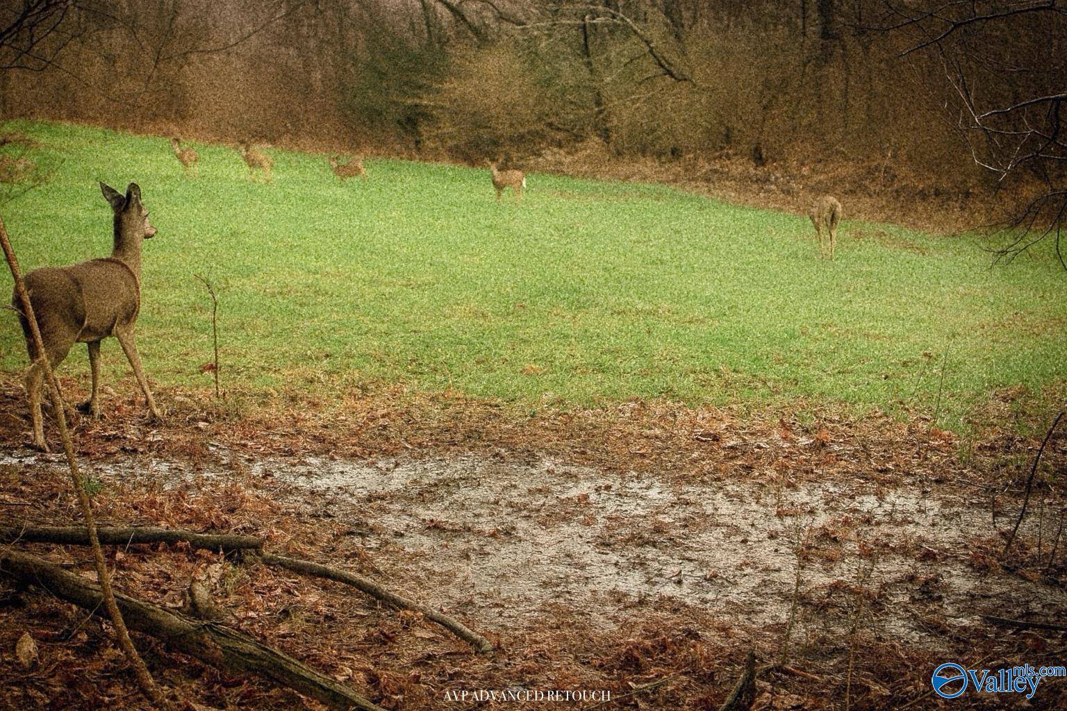 Somerville, AL 35670,80 acres Pines Church Road