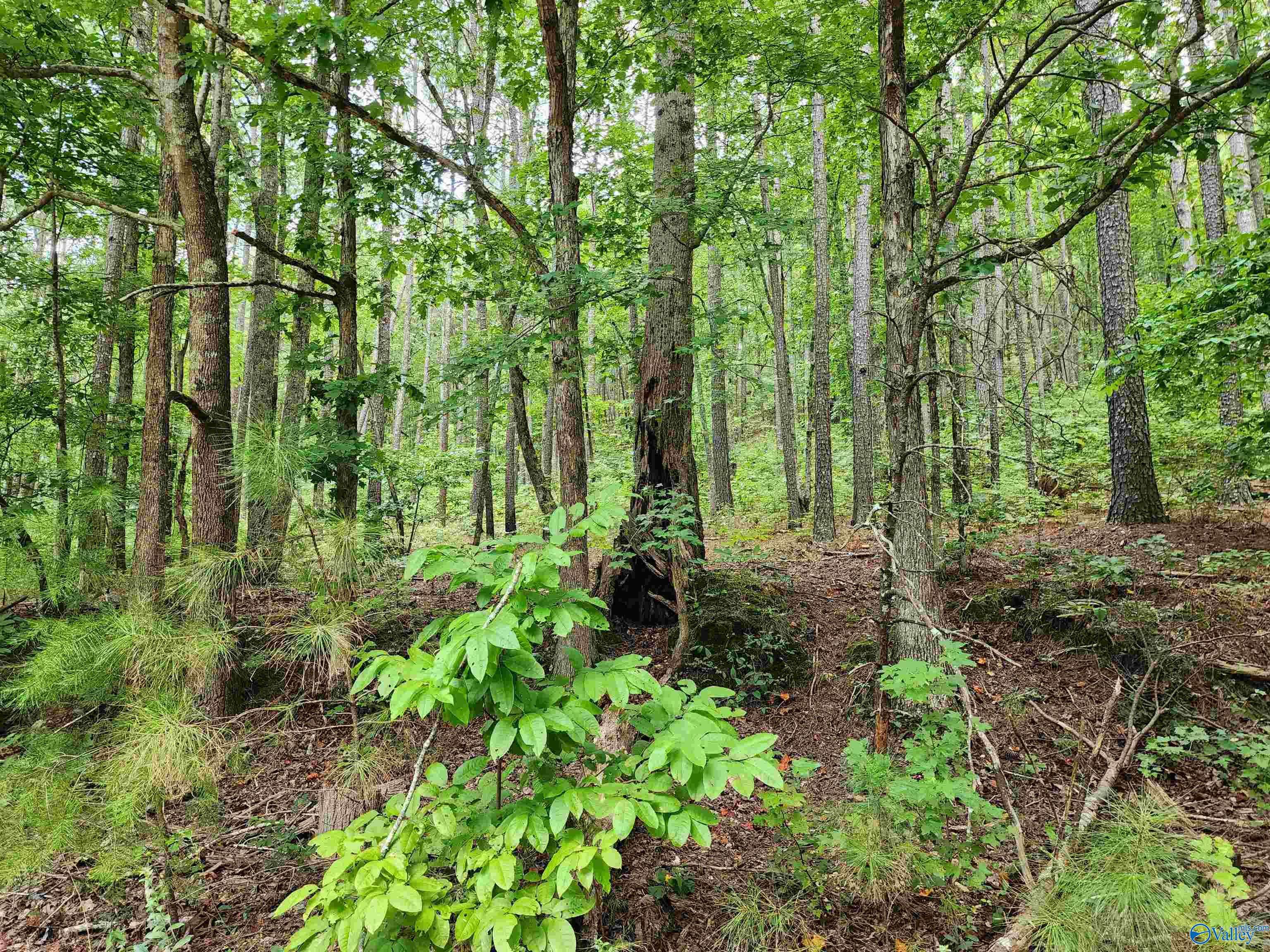 Valley Head, AL 35989,13 County Road 759