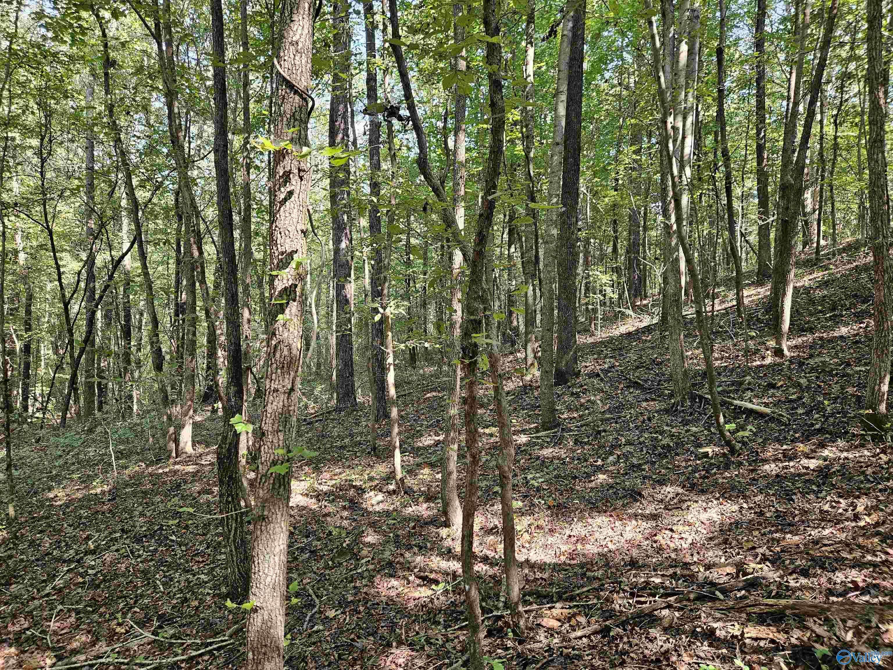 Gallant, AL 35972,18 ac Pleasant Valley Road