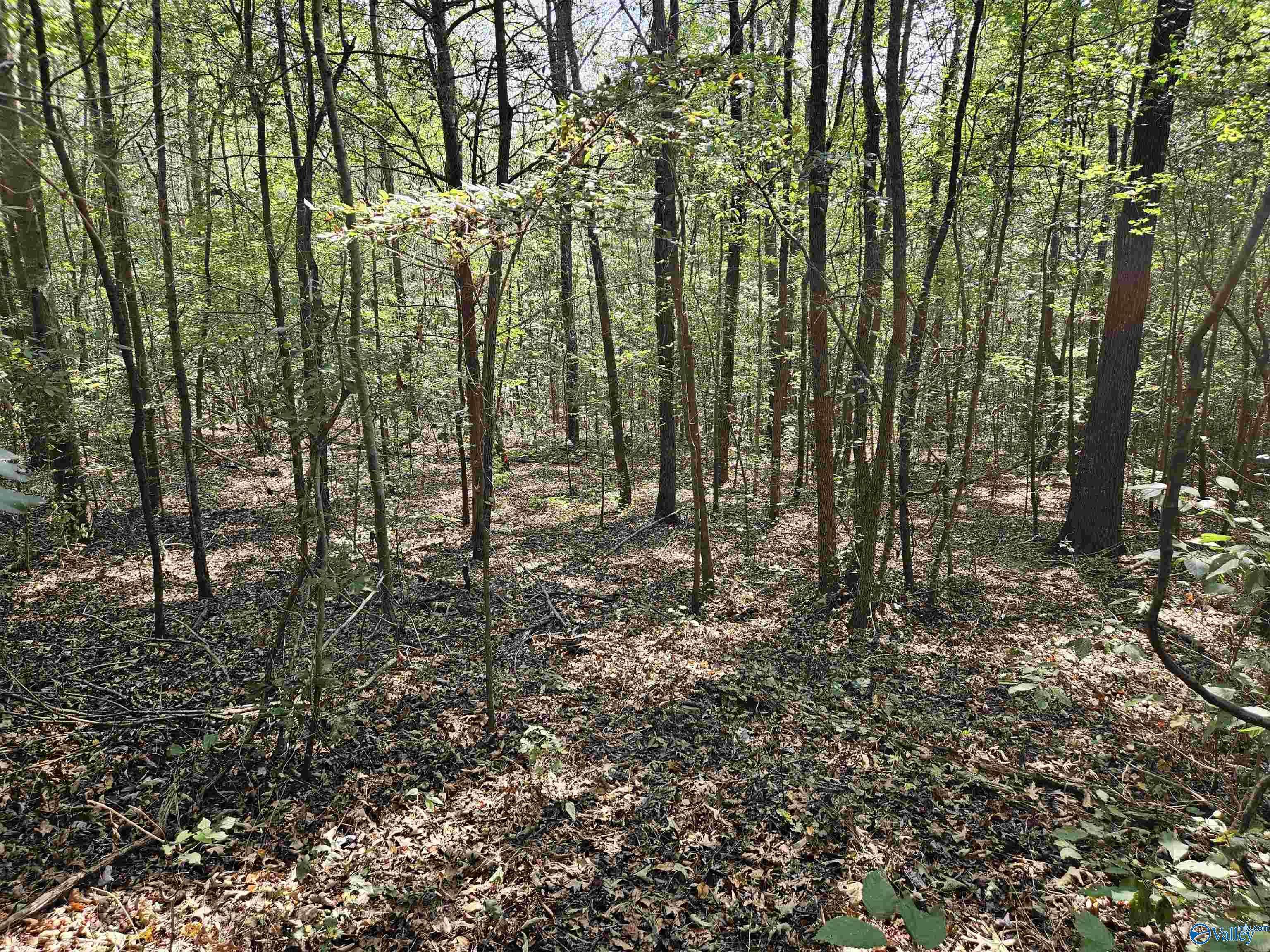 Gallant, AL 35972,18 ac Pleasant Valley Road