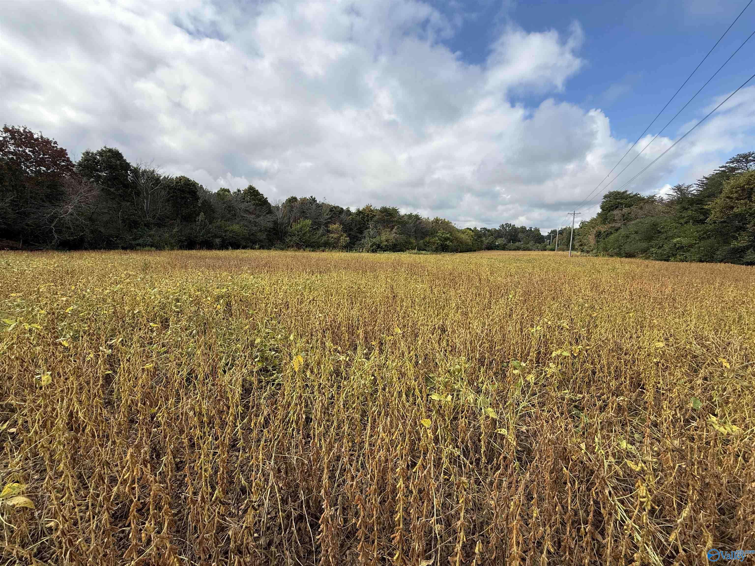 Flat Rock, AL 35966,4.63 AC County Road 155