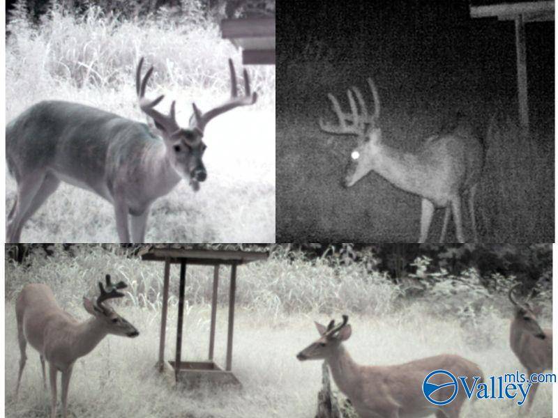 New Market, AL 35761,80 ACRES Upper Hurricane Road