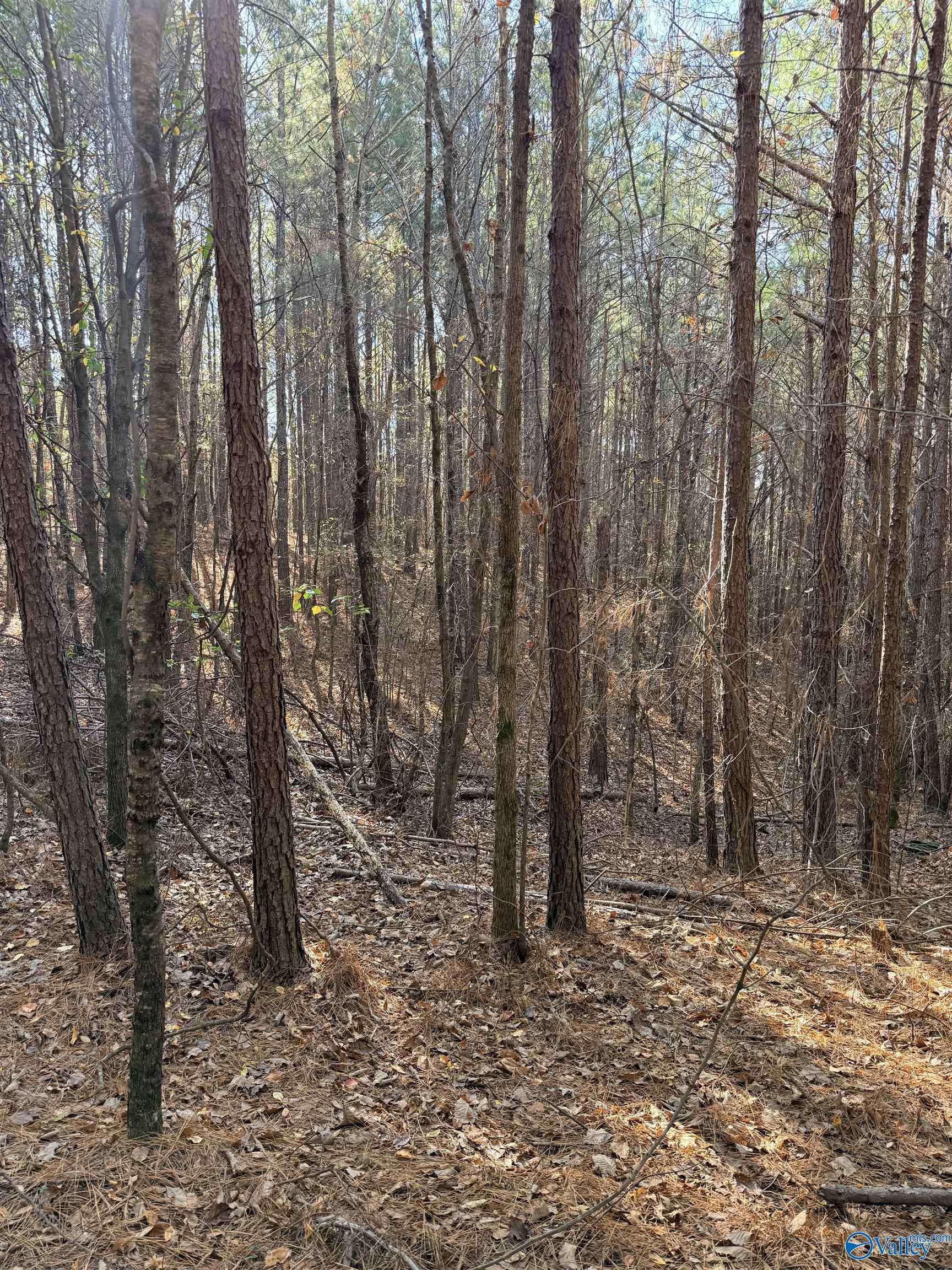 Warrior, AL 35180,9400 Bradford Trafford Road