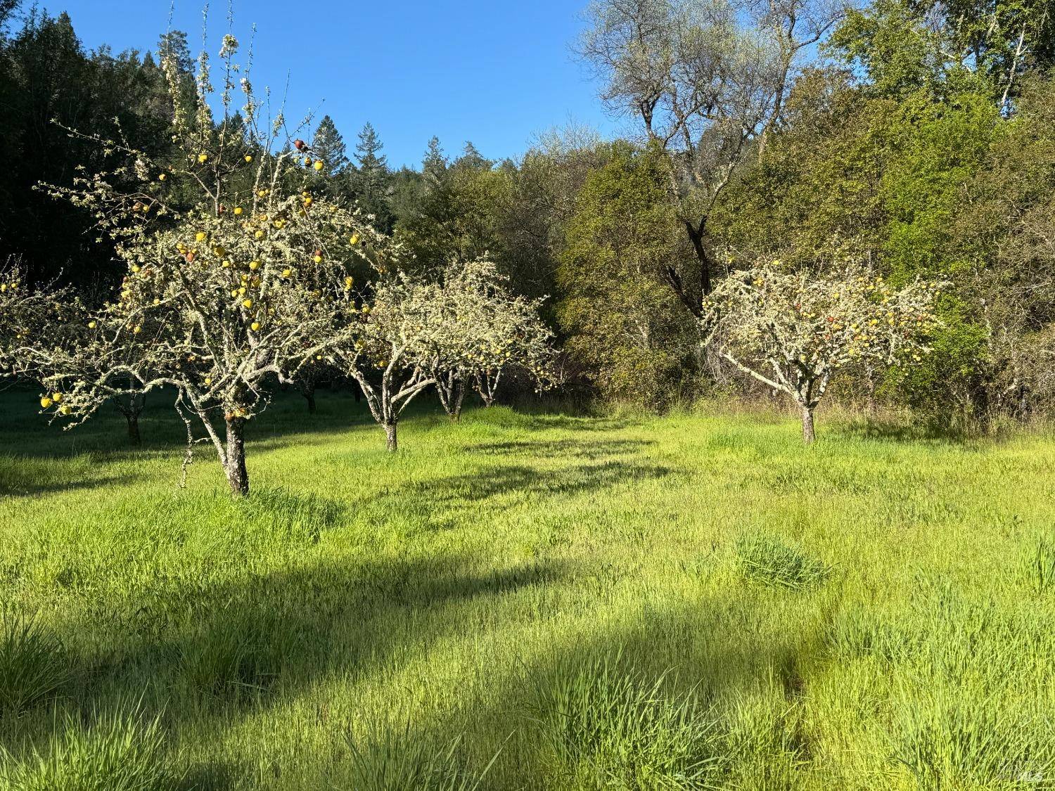 Healdsburg, CA 95448,2660 Wallace Creek RD