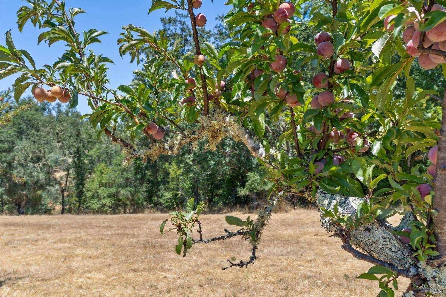 Sebastopol, CA 95472,3651 Bones RD