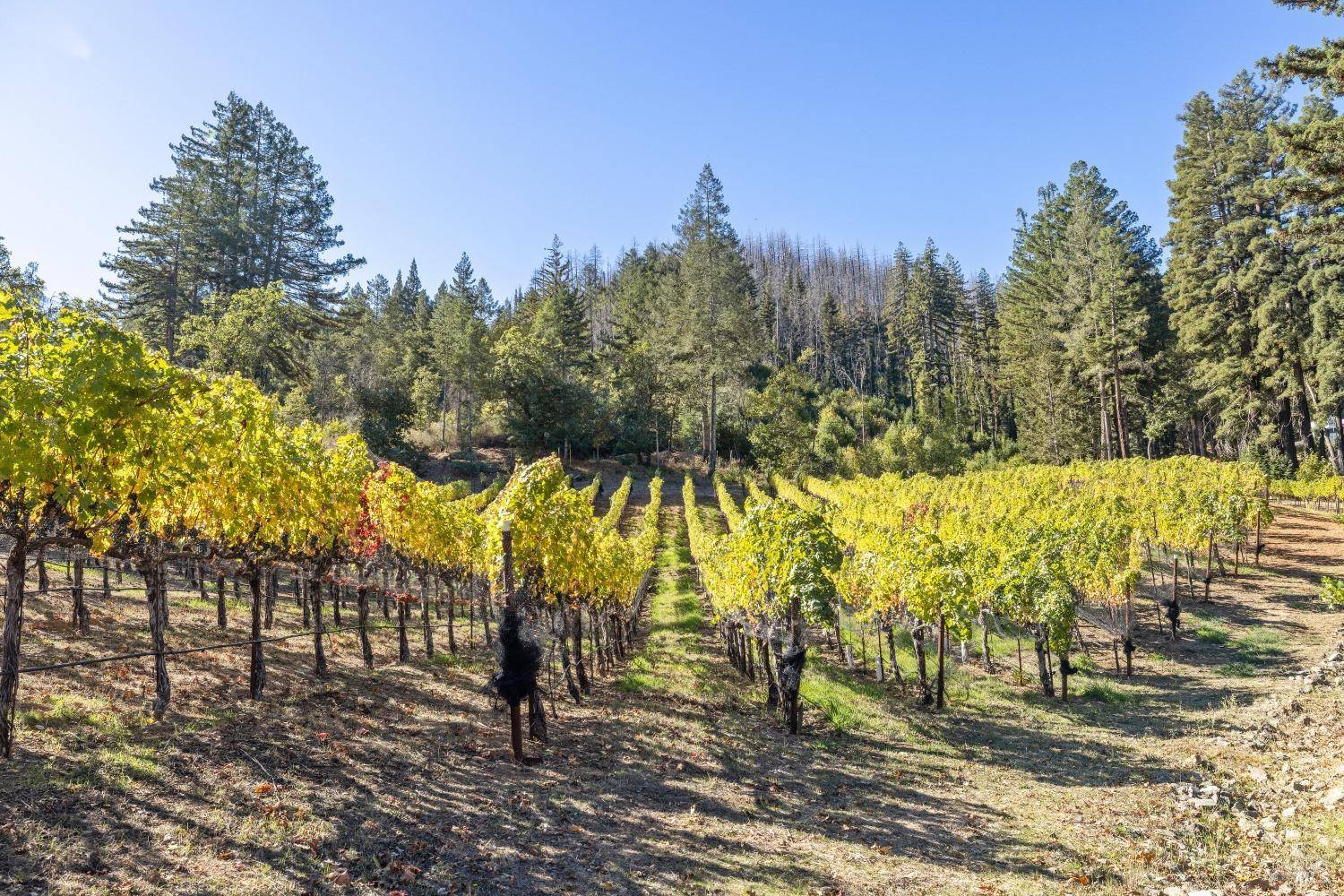 Napa, CA 94558,3390 Mount Veeder RD