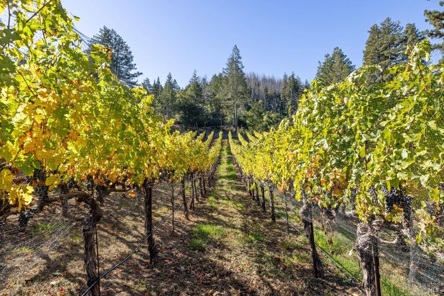 Napa, CA 94558,3390 Mount Veeder RD