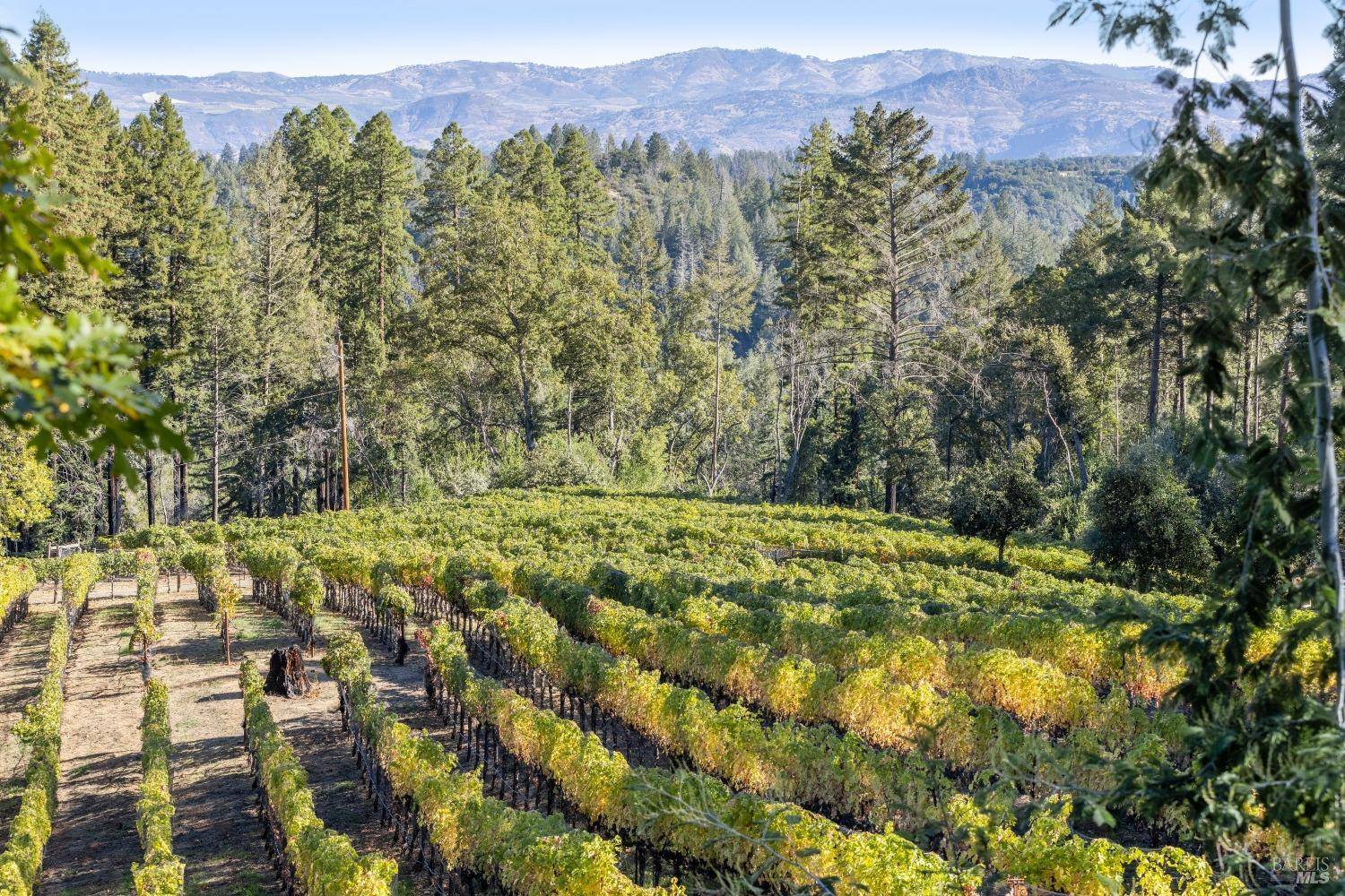 Napa, CA 94558,3390 Mount Veeder RD