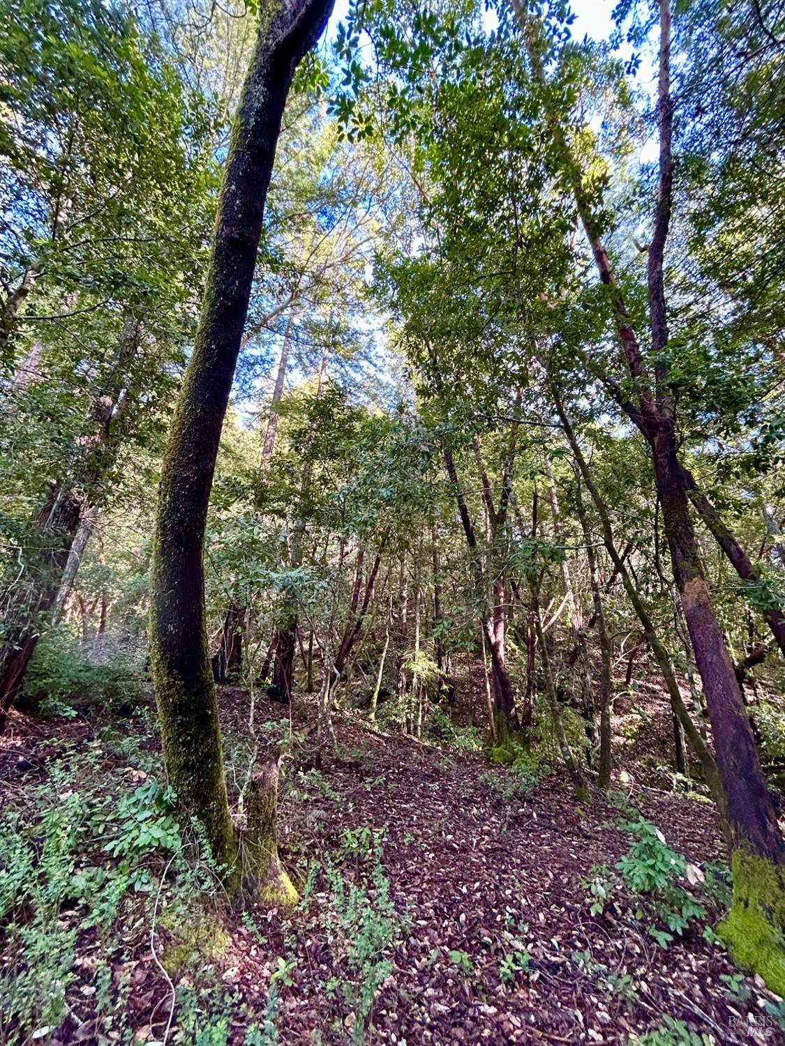 Guerneville, CA 95446,16167 Fern WAY