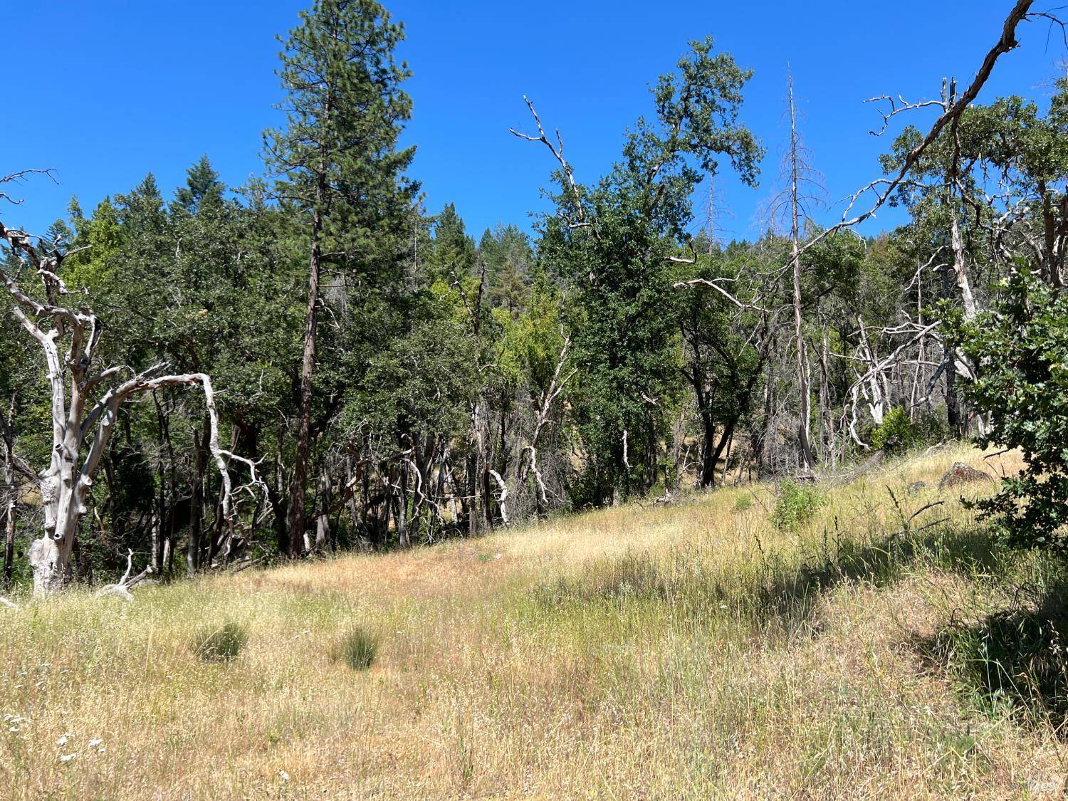 Upper Lake, CA 95469,20925 Mid Mountain (17N17 USFS) RD