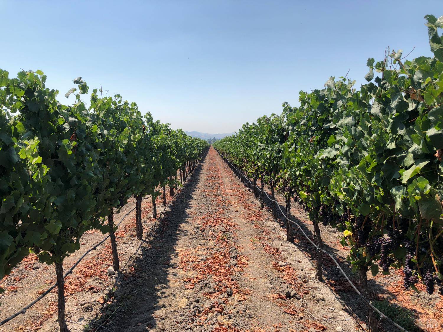 Petaluma, CA 94954,3066 Adobe RD