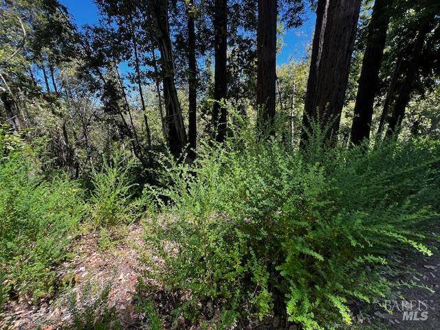 Guerneville, CA 95446,17599 Woods AVE