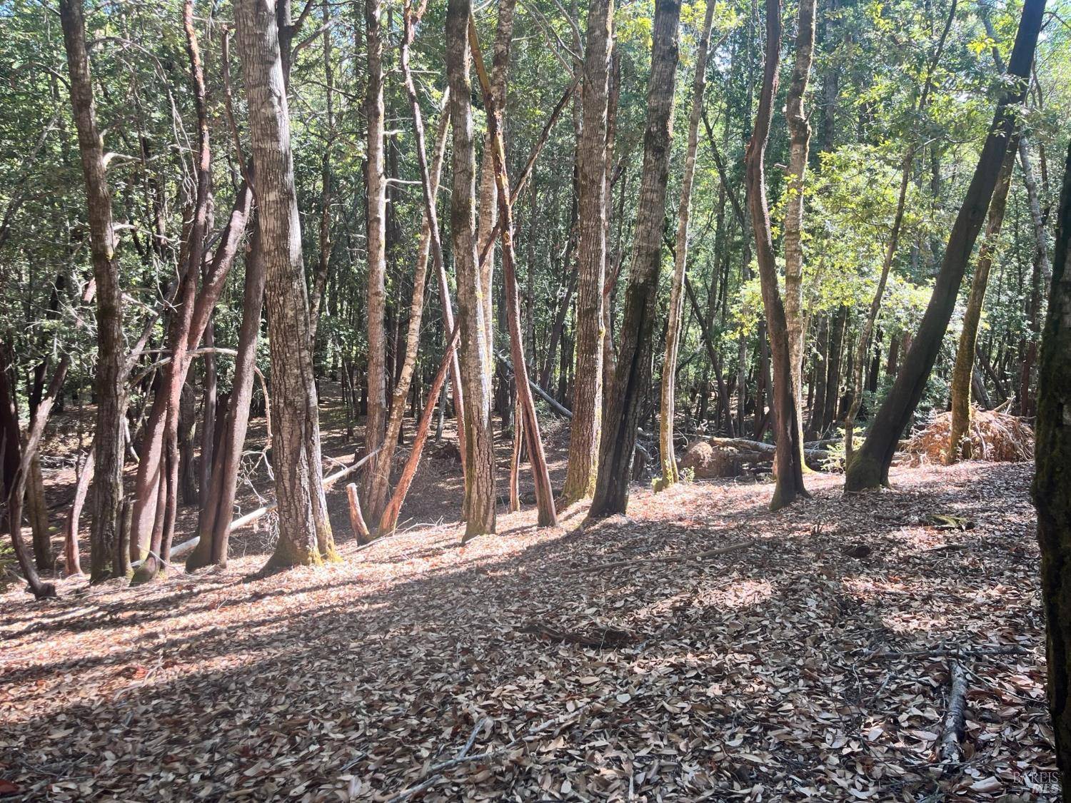 Willits, CA 95490,26093 Otter DR