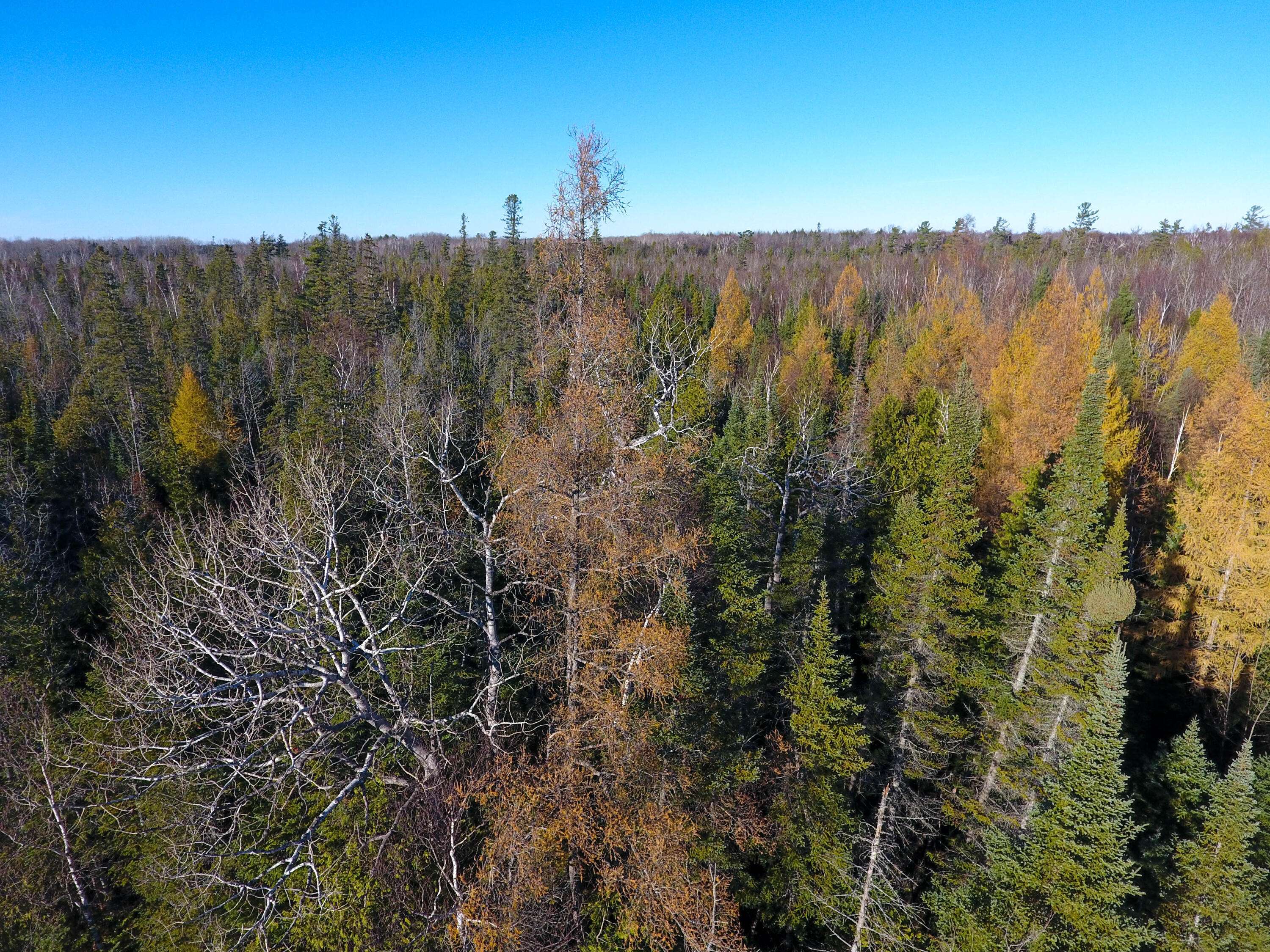 Carp Lake, MI 49718,2801 E Gill RD 38+ Acres