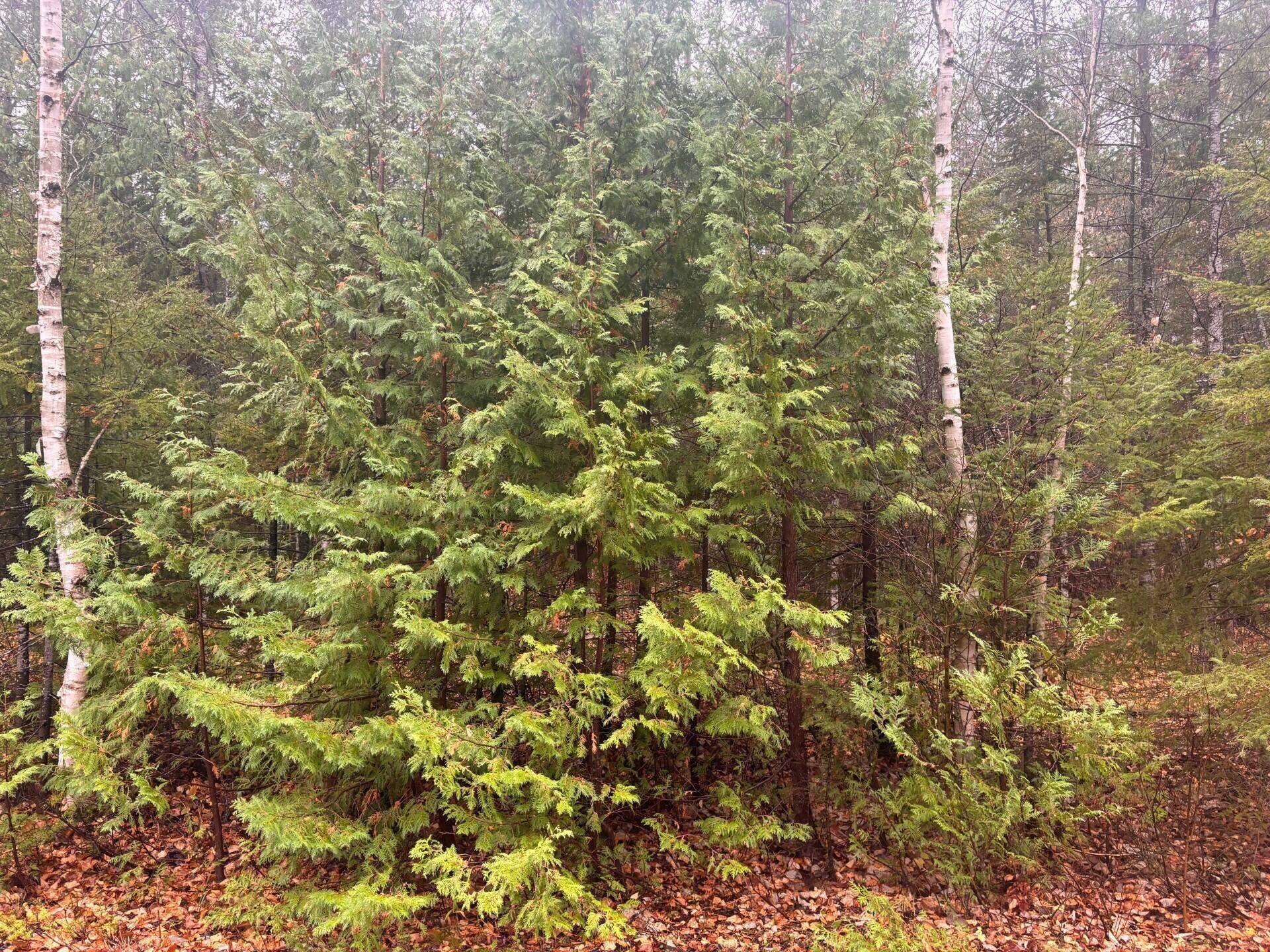 Presque Isle, MI 49777,Lot 231 Sunaqua DR