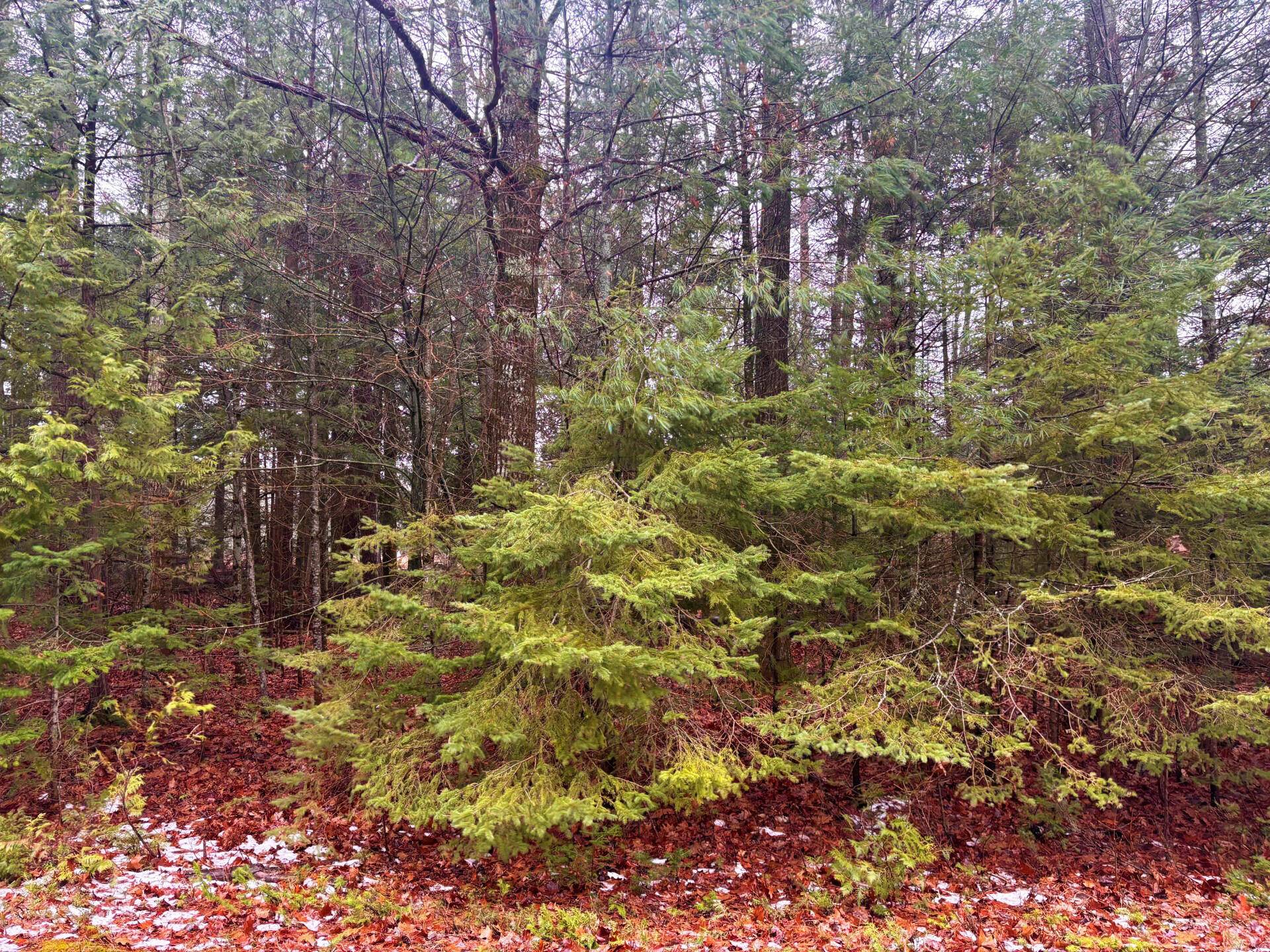 Presque Isle, MI 49777,62 & 63 Belfair DR