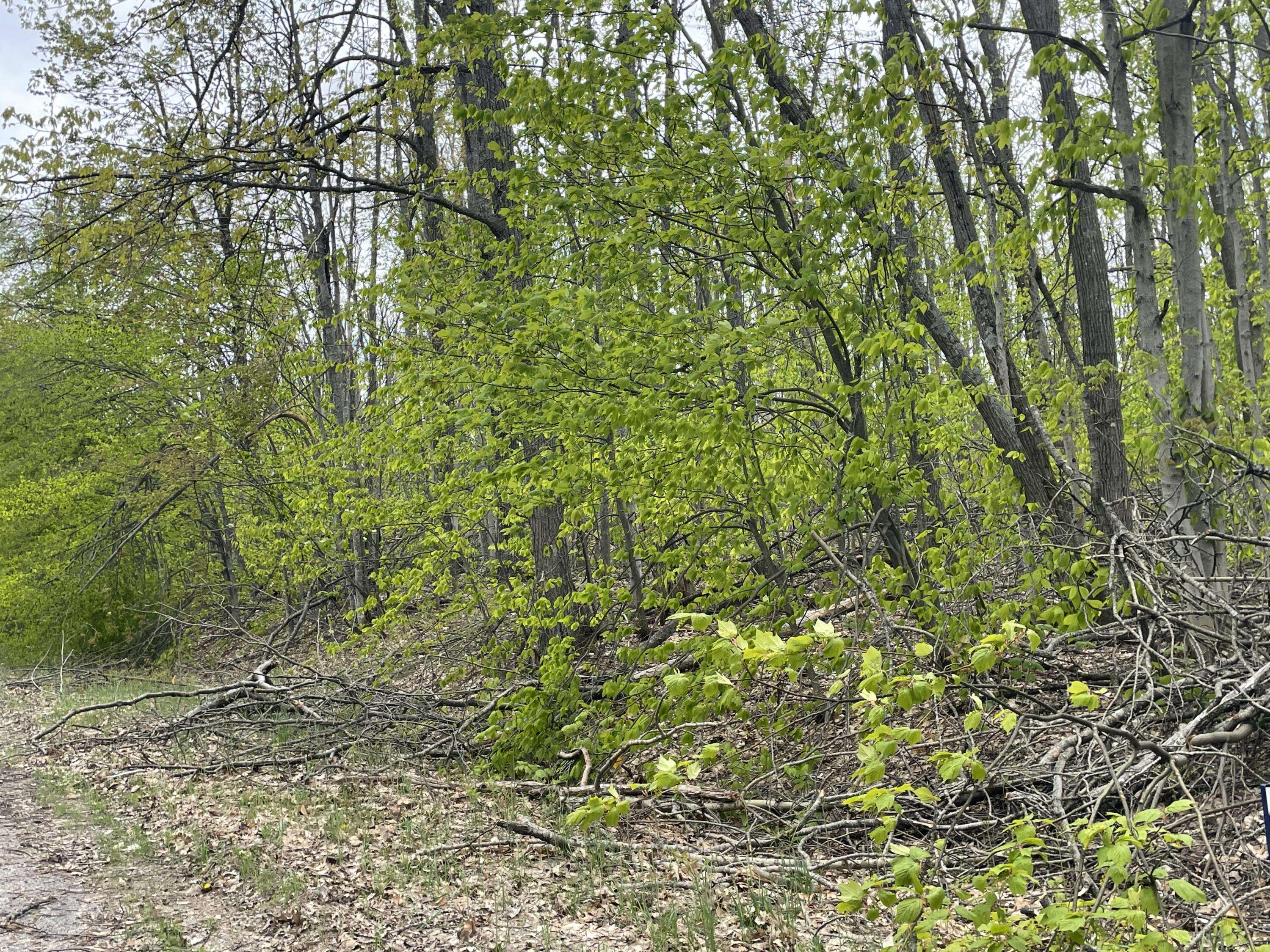 Gaylord, MI 49735,990-994 Arawak PASS