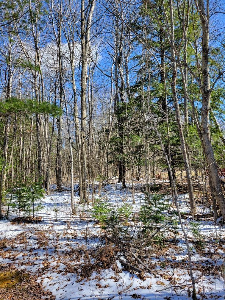Glennie, MI 48737,Lot 12 S Wildwood TRL