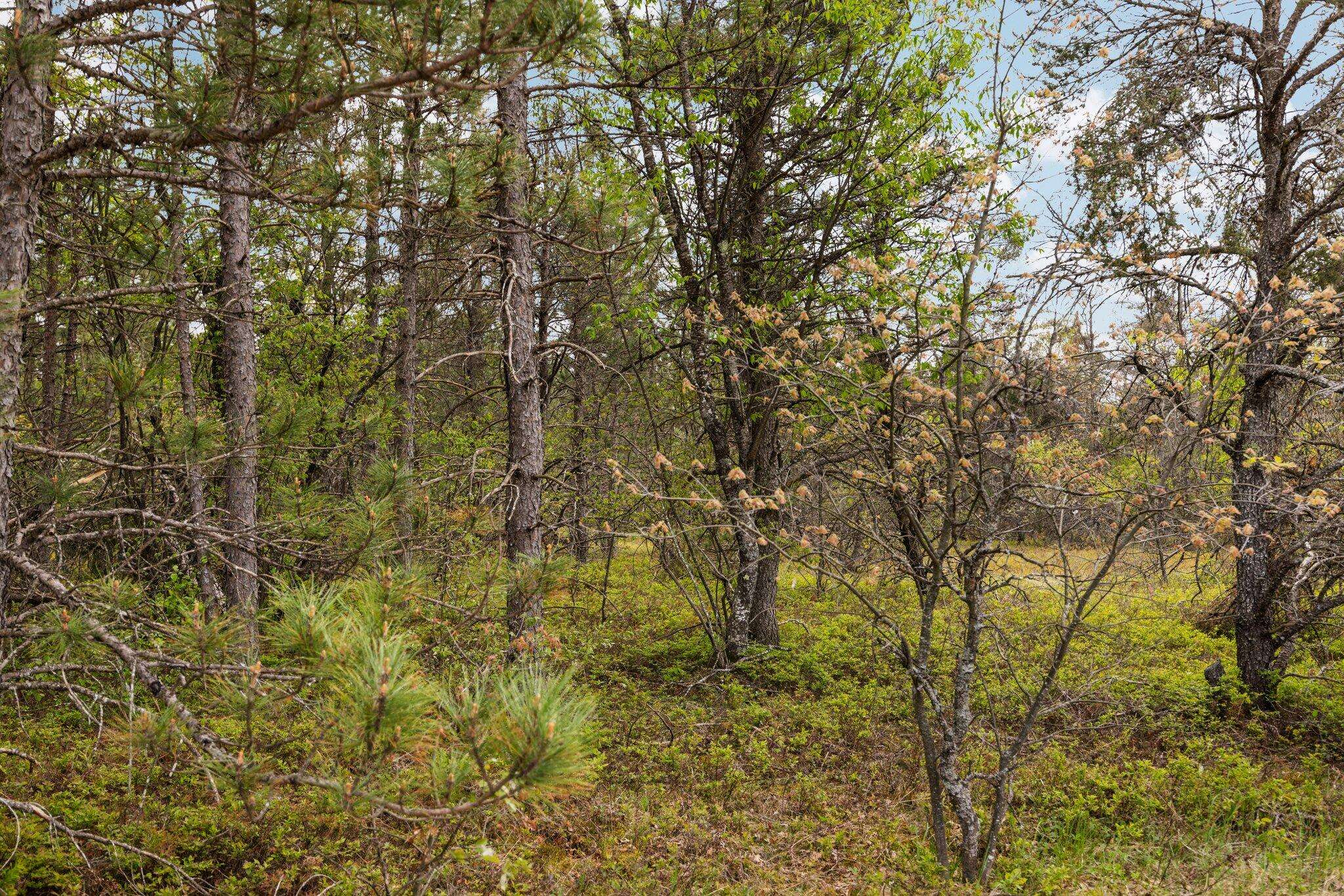 Lewiston, MI 49756,110 Acres Winding RD