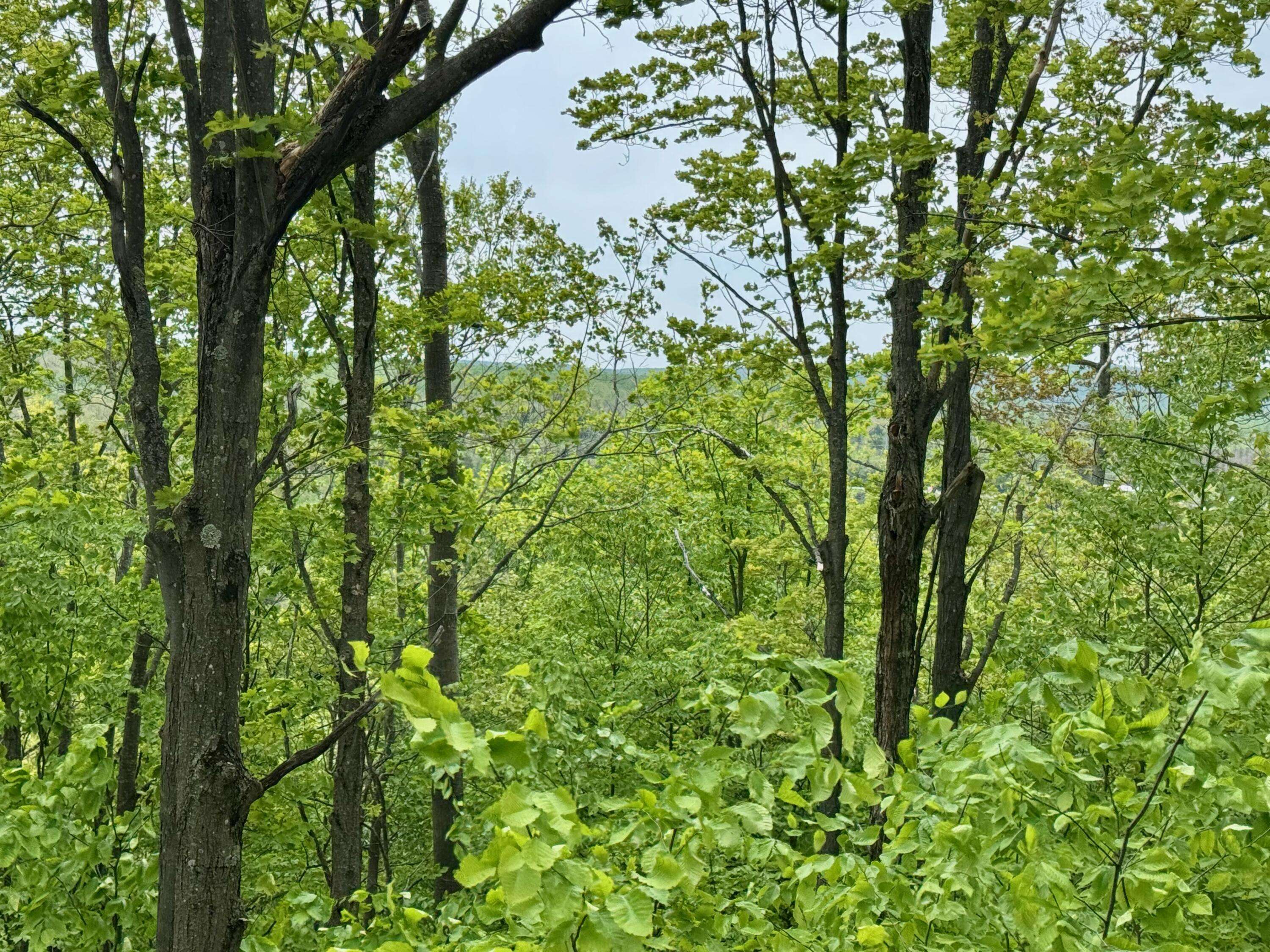 Vanderbilt, MI 49795,568 Alexander RD