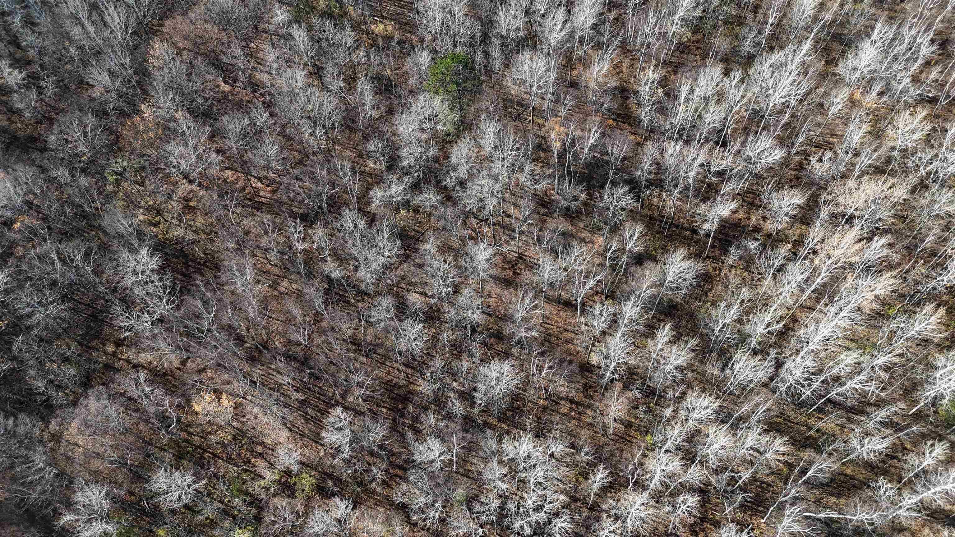 Duluth, MN 55810,xxxx Yellow Birch Trail