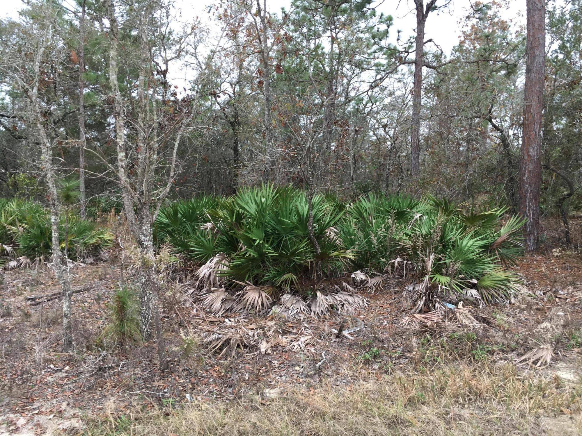 Weeki Wachee, FL 34614,0 Mississippi Kite Avenue