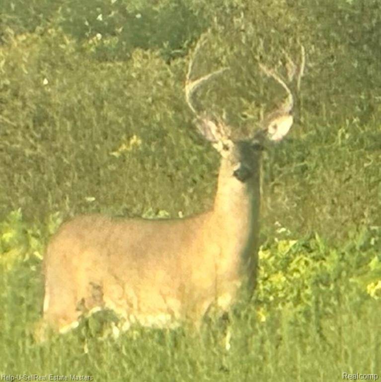 Caledonia Twp, MI 48762,400 E SPRUCE Road