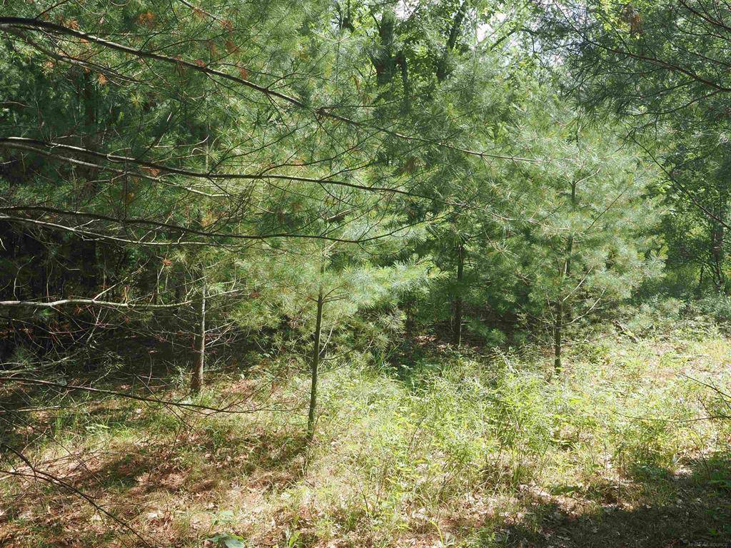 Lyon Twp, MI 48627,XXX Birch Road