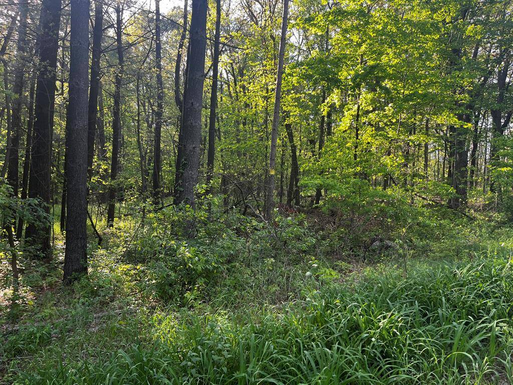 Boston Twp, MI 48881,Ivan Road