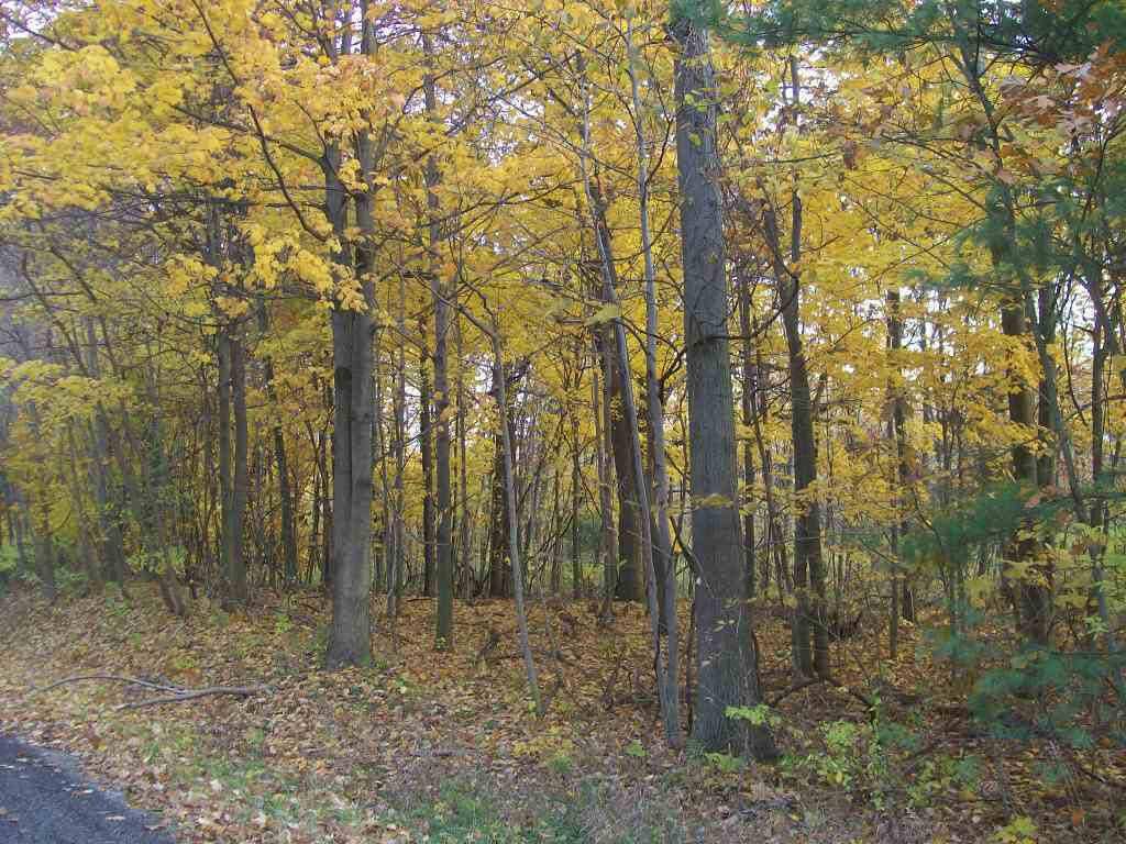 Saugatuck Twp, MI 49453,Parcel 2 66th/135th Street