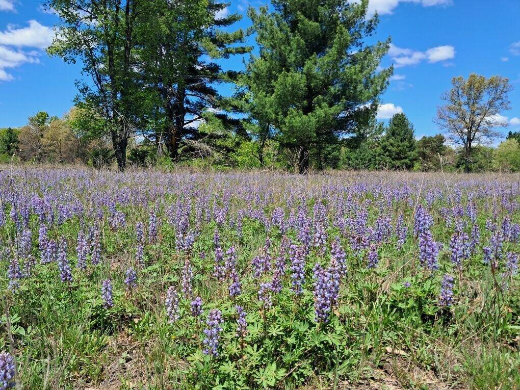 Brooks Twp, MI 49337,12.86AC Barberry Avenue