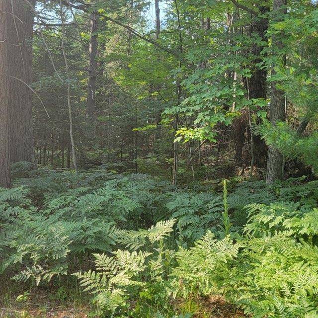 Gerrish Twp, MI 48653,XXX Rosemarie Street Parcel A