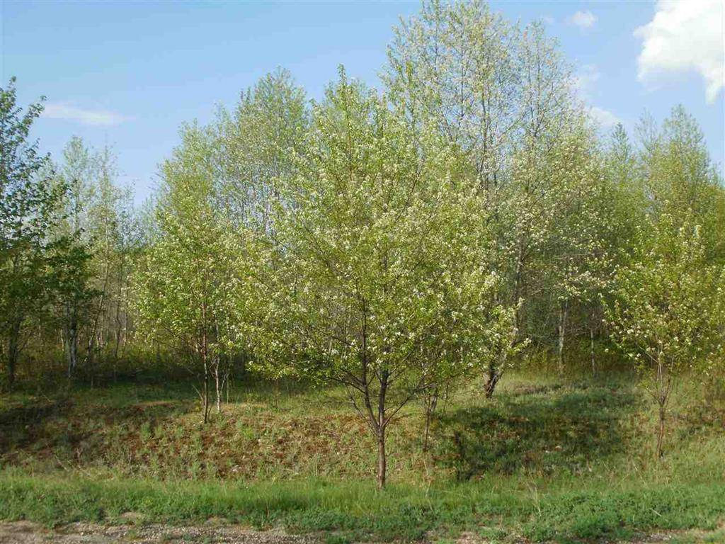 Selma Twp, MI 49601,Lot 32 Spring Valley Drive