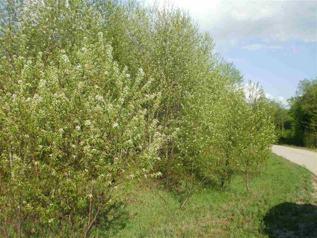 Selma Twp, MI 49601,Lot 47 Sweetwater Drive