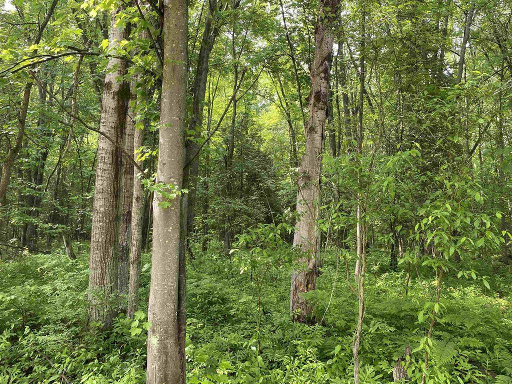 Colfax Twp, MI 49683,15991 Bentley Road