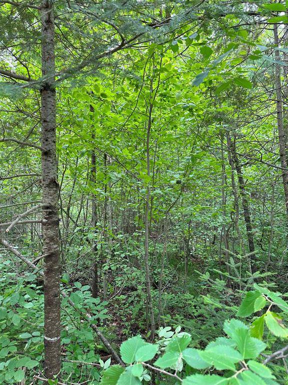 Bear Lake Twp, MI 19646,000 Birchcrest