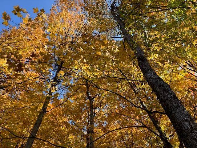 Mayfield Twp, MI 49649,9217 Kingsfield Drive 9 Lot: 9