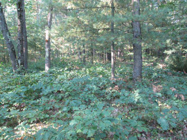 Grant Twp, MI 49643,Lot 137&138 Tabor Avenue