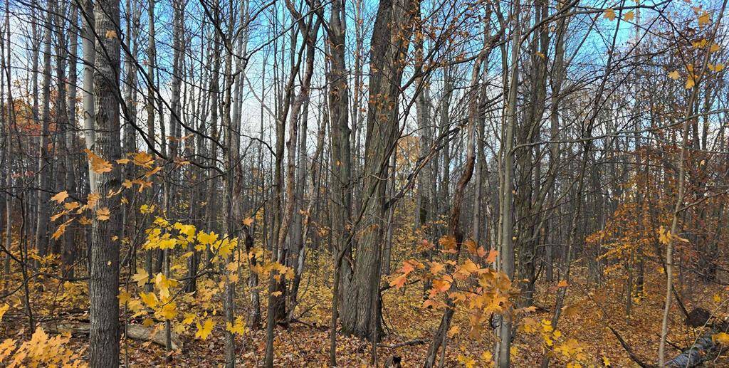 Mancelona Twp, MI 49659,Lot 484 Montrose Drive