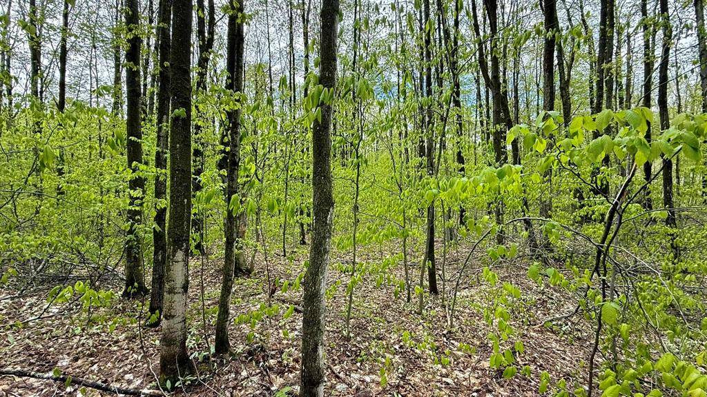 Star Twp, MI 49730,Lot 465 Dellwood Drive Lot: 465