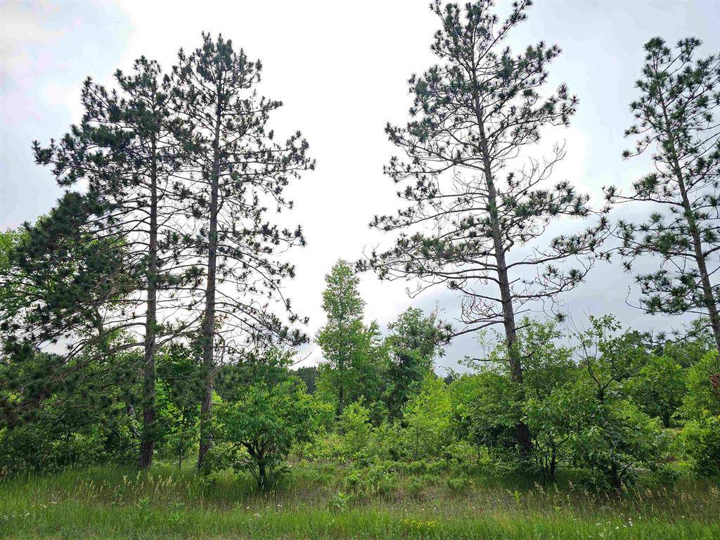 Forest Twp, MI 49651,00 Menzies Road