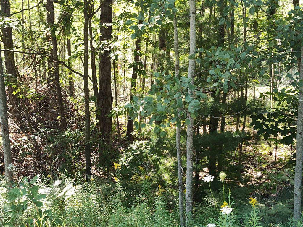 Surrey Twp, MI 48622,Lot 12 N Circle E