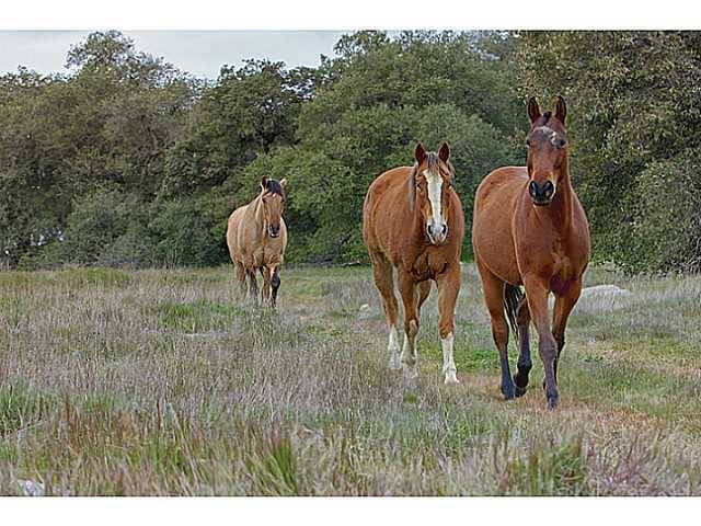 Santa Ysabel, CA 92070,Address not disclosed