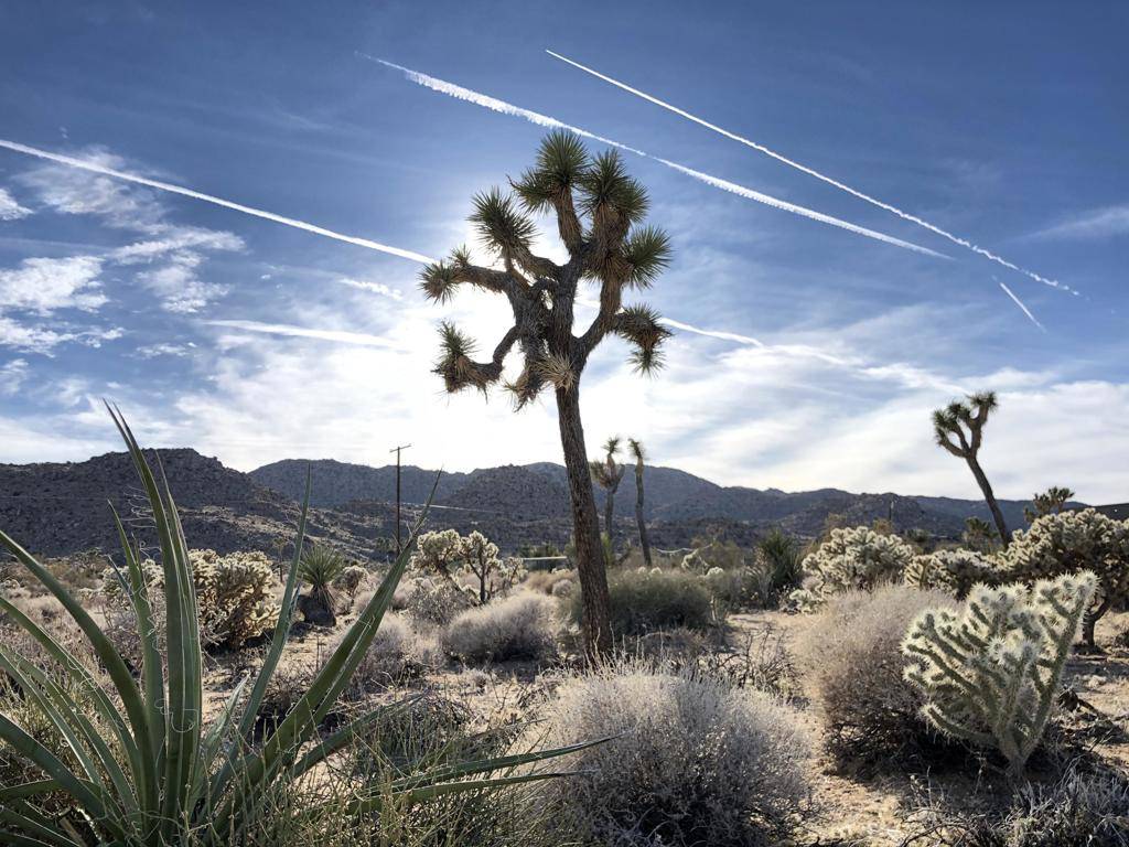 Joshua Tree, CA 92252,61638 Sandalwood TRL