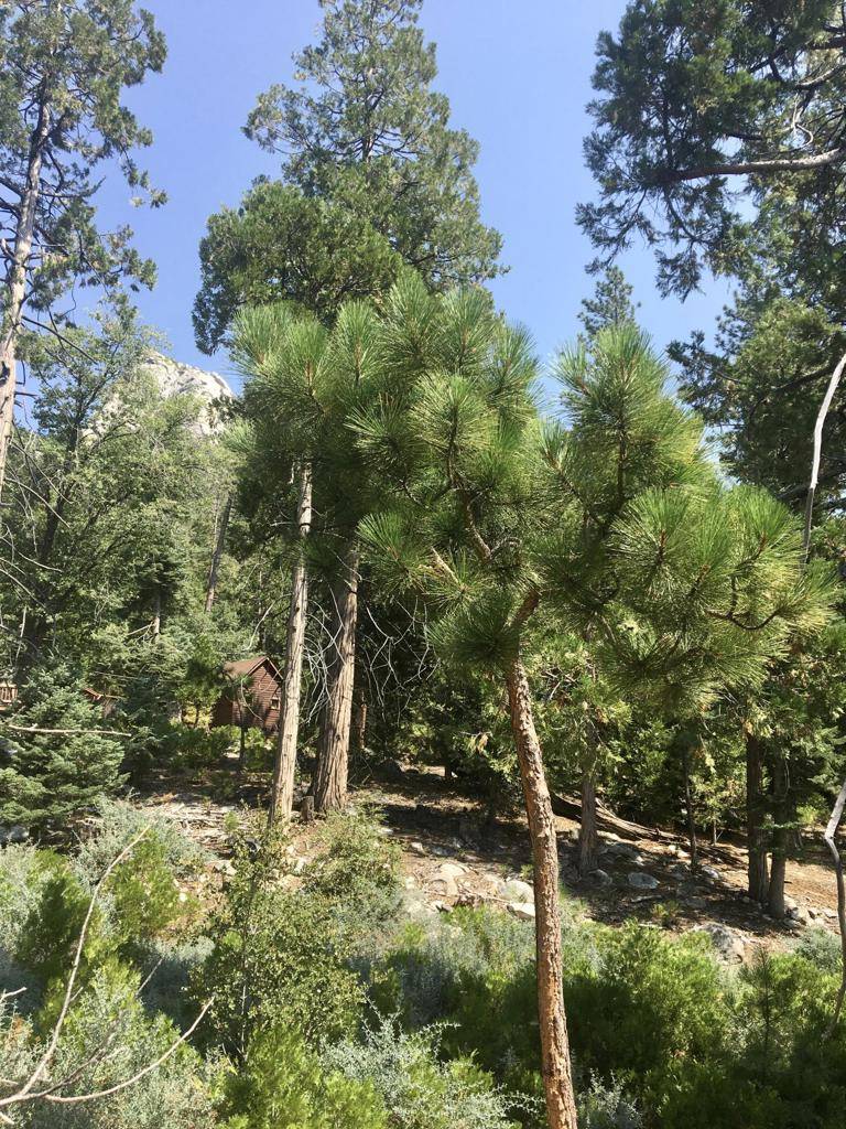 Idyllwild, CA 92549,0 Dogwood DR