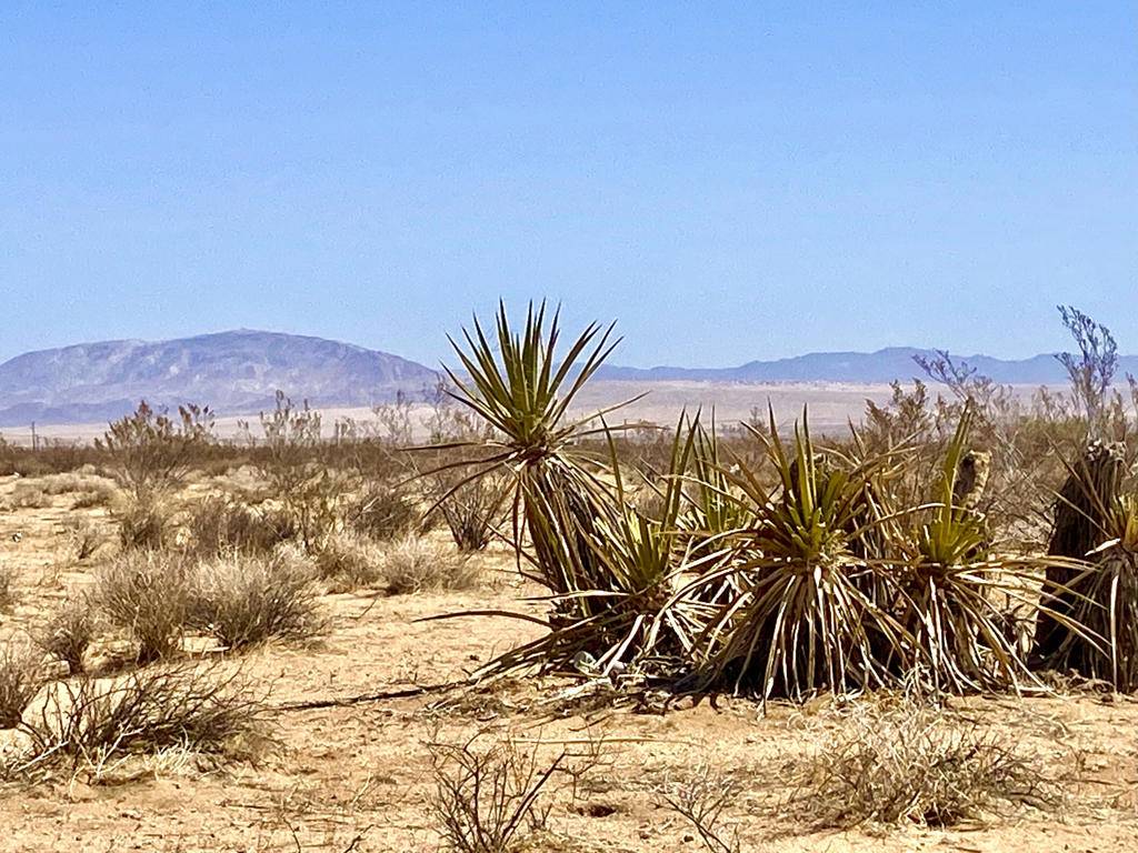 Joshua Tree, CA 92252,61529 Venus ST