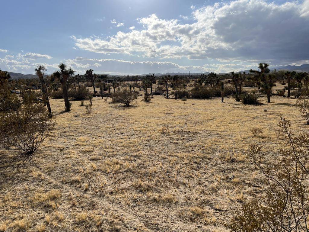 Yucca Valley, CA 92284,0 Campanula ST