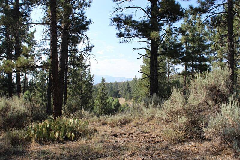 Mountain Center, CA 92561,30 Butterfly Peak RD